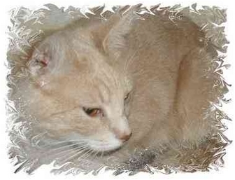 Domestic Shorthair Cat for Sale in Jacksonville, Florida - Sarah Domestic Shorthair Cat for Sale in Jacksonville, Florida - Sarah
