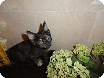 Domestic Shorthair Kitten for Sale in Phoenix, Arizona - Cady Domestic Shorthair Kitten for Sale in Phoenix, Arizona - Cady