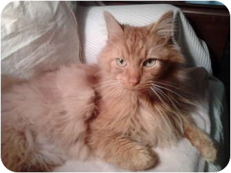 Maine Coon Cat for Sale in Columbus, Ohio - Dusty Maine Coon Cat for Sale in Columbus, Ohio - Dusty