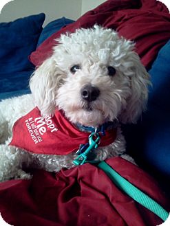 Bichon Frise/Poodle (Miniature) Mix Dog for Sale in Studio City, California - Doddle Bichon Frise/Poodle (Miniature) Mix Dog for Sale in Studio City, California - Doddle