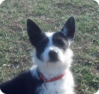 Terrier (Unknown Type, Small) Mix Dog for Sale in Allentown, Pennsylvania - Logan Terrier (Unknown Type, Small) Mix Dog for Sale in Allentown, Pennsylvania - Logan