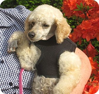 Poodle (Miniature) Mix Dog for Sale in North Benton, Ohio - Butterscotch Poodle (Miniature) Mix Dog for Sale in North Benton, Ohio - Butterscotch