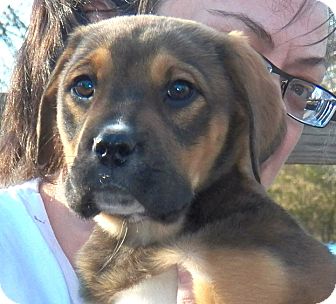 Boxer/Labrador Retriever Mix Puppy for Sale in Sussex, New Jersey - Lilly Boxer/Labrador Retriever Mix Puppy for Sale in Sussex, New Jersey - Lilly
