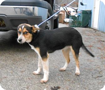 Corgi Mix Dog for Sale in Danbury, Connecticut - Breeze Corgi Mix Dog for Sale in Danbury, Connecticut - Breeze
