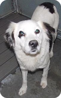 Australian Cattle Dog Mix Dog for Sale in Shirley, New York - Frosty Australian Cattle Dog Mix Dog for Sale in Shirley, New York - Frosty