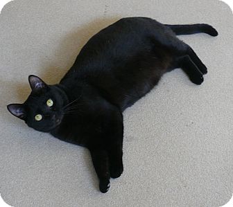 Domestic Shorthair Cat for Sale in Chula Vista, California - Bijou Domestic Shorthair Cat for Sale in Chula Vista, California - Bijou