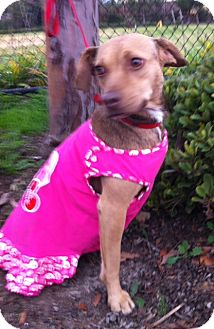 Beagle/Miniature Pinscher Mix Dog for Sale in Irvine, California - DOLCE, see her video! Beagle/Miniature Pinscher Mix Dog for Sale in Irvine, California - DOLCE, see her video!