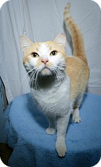 Domestic Shorthair Cat for Sale in New York, New York - Archie Domestic Shorthair Cat for Sale in New York, New York - Archie