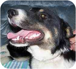 Border Collie Puppy for Sale in YERINGTON, Nevada - BULLET Border Collie Puppy for Sale in YERINGTON, Nevada - BULLET