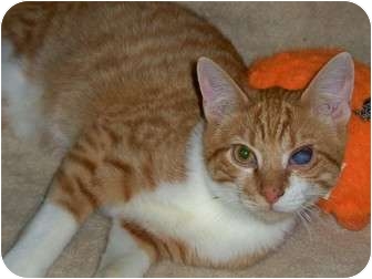Domestic Shorthair Kitten for Sale in Secaucus, New Jersey - Chevy Domestic Shorthair Kitten for Sale in Secaucus, New Jersey - Chevy