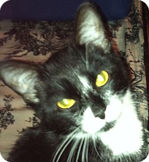 Domestic Shorthair Kitten for Sale in Harriman, NY, New York - Mittens Domestic Shorthair Kitten for Sale in Harriman, NY, New York - Mittens