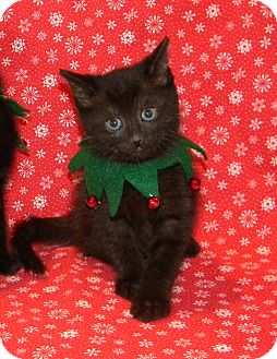 Domestic Shorthair Kitten for Sale in Stafford, Virginia - Kringle Domestic Shorthair Kitten for Sale in Stafford, Virginia - Kringle