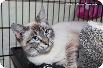 Siamese Cat for Sale in Lincoln, Nebraska - Mika Siamese Cat for Sale in Lincoln, Nebraska - Mika