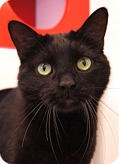 Domestic Shorthair Cat for Sale in Colorado Springs, Colorado - Jessie Domestic Shorthair Cat for Sale in Colorado Springs, Colorado - Jessie