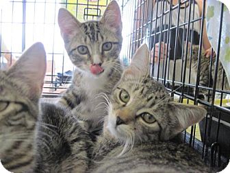 Domestic Shorthair Cat for Sale in Warren, Ohio - Gabby Domestic Shorthair Cat for Sale in Warren, Ohio - Gabby