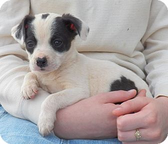 Golden Retriever/Beagle Mix Puppy for Sale in Sussex, New Jersey - Peter Pan Golden Retriever/Beagle Mix Puppy for Sale in Sussex, New Jersey - Peter Pan