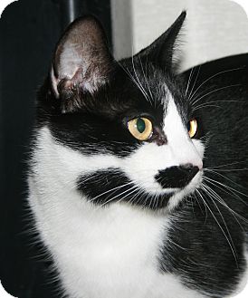 Polydactyl/Hemingway Cat for Sale in Plainville, Massachusetts - Kris Polydactyl/Hemingway Cat for Sale in Plainville, Massachusetts - Kris