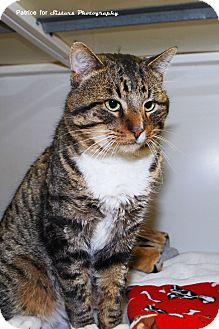 Domestic Shorthair Cat for Sale in Lincoln, Nebraska - Simba Domestic Shorthair Cat for Sale in Lincoln, Nebraska - Simba