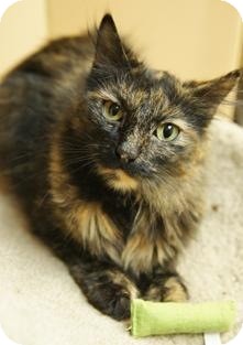 Calico Cat for Sale in Medford, Massachusetts - Tess Calico Cat for Sale in Medford, Massachusetts - Tess