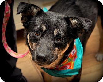 German Shepherd Dog/Labrador Retriever Mix Dog for Sale in Sparta, New Jersey - Jessica German Shepherd Dog/Labrador Retriever Mix Dog for Sale in Sparta, New Jersey - Jessica