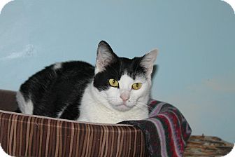Domestic Shorthair Cat for Sale in North Branford, Connecticut - Martini Domestic Shorthair Cat for Sale in North Branford, Connecticut - Martini