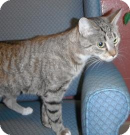 Domestic Shorthair Cat for Sale in Jackson, Michigan - Stinky Domestic Shorthair Cat for Sale in Jackson, Michigan - Stinky