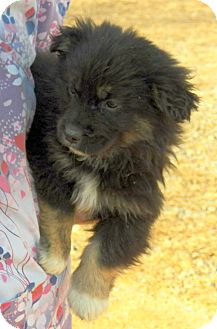 Shepherd (Unknown Type) Mix Puppy for Sale in Sussex, New Jersey - Shay Shepherd (Unknown Type) Mix Puppy for Sale in Sussex, New Jersey - Shay