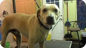 Labrador Retriever/Terrier (Unknown Type, Medium) Mix Dog for Sale in Plainfield, Connecticut - Bubba Labrador Retriever/Terrier (Unknown Type, Medium) Mix Dog for Sale in Plainfield, Connecticut - Bubba