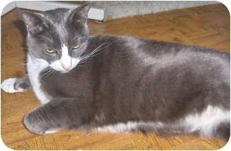 Domestic Shorthair Cat for Sale in Middletown, Connecticut - Jake Domestic Shorthair Cat for Sale in Middletown, Connecticut - Jake