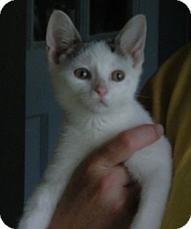 Domestic Shorthair Kitten for Sale in Troy, Ohio - Eldridge Domestic Shorthair Kitten for Sale in Troy, Ohio - Eldridge