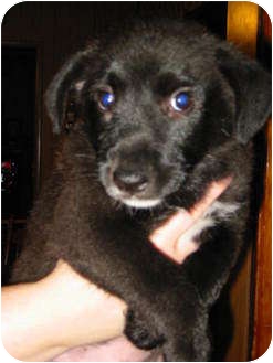 Border Collie/Terrier (Unknown Type, Medium) Mix Puppy for Sale in Ballwin, Missouri - Max Border Collie/Terrier (Unknown Type, Medium) Mix Puppy for Sale in Ballwin, Missouri - Max