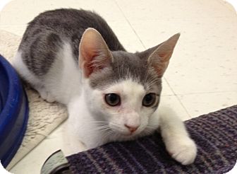 Domestic Shorthair Cat for Sale in Oceanside, New York - Deano Domestic Shorthair Cat for Sale in Oceanside, New York - Deano