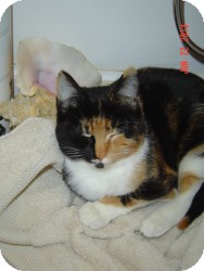 Munchkin Cat for Sale in Medford, New Jersey - Marigold Munchkin Cat for Sale in Medford, New Jersey - Marigold