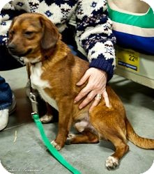 Terrier (Unknown Type, Small) Mix Dog for Sale in Loudonville, New York - Yows Terrier (Unknown Type, Small) Mix Dog for Sale in Loudonville, New York - Yows