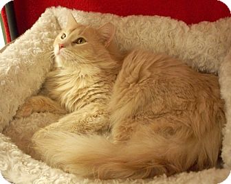 Domestic Longhair Cat for Sale in Fountain Hills, Arizona - COOPER Domestic Longhair Cat for Sale in Fountain Hills, Arizona - COOPER