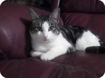 Domestic Shorthair Cat for Sale in Columbus, Georgia - Lucy Domestic Shorthair Cat for Sale in Columbus, Georgia - Lucy