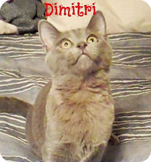 Russian Blue Kitten for Sale in Simi Valley, California - Dimitri Russian Blue Kitten for Sale in Simi Valley, California - Dimitri