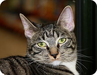 Domestic Shorthair Cat for Sale in Phoenix, Arizona - Boots II Domestic Shorthair Cat for Sale in Phoenix, Arizona - Boots II