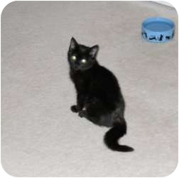 Domestic Mediumhair Kitten for Sale in Griffin, Georgia - Joy Oh Joy Domestic Mediumhair Kitten for Sale in Griffin, Georgia - Joy Oh Joy