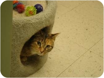 Domestic Shorthair Cat for Sale in Muncie, Indiana - Brinkley Domestic Shorthair Cat for Sale in Muncie, Indiana - Brinkley