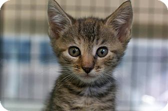 Domestic Shorthair Kitten for Sale in New York, New York - Sonia and Sandy Domestic Shorthair Kitten for Sale in New York, New York - Sonia and Sandy
