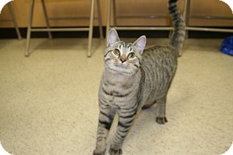 Bengal Cat for Sale in Spring Valley, New York - Prancer Bengal Cat for Sale in Spring Valley, New York - Prancer