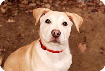 Labrador Retriever Mix Dog for Sale in Kettering, Ohio - Jerrod Labrador Retriever Mix Dog for Sale in Kettering, Ohio - Jerrod