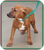 Hound (Unknown Type)/Labrador Retriever Mix Dog for Sale in Brattleboro, Vermont - Caramel (In New England) Hound (Unknown Type)/Labrador Retriever Mix Dog for Sale in Brattleboro, Vermont - Caramel (In New England)