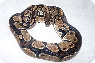 Snake for Sale in Richmond, British Columbia - Powder Snake for Sale in Richmond, British Columbia - Powder