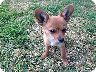 Pomeranian/Chihuahua Mix Puppy for Sale in San Diego, California - Tiny TEDDY Pomeranian/Chihuahua Mix Puppy for Sale in San Diego, California - Tiny TEDDY