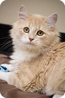Maine Coon Cat for Sale in Chicago, Illinois - Julian Maine Coon Cat for Sale in Chicago, Illinois - Julian