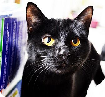 Domestic Shorthair Cat for Sale in Xenia, Ohio - Maggie Domestic Shorthair Cat for Sale in Xenia, Ohio - Maggie