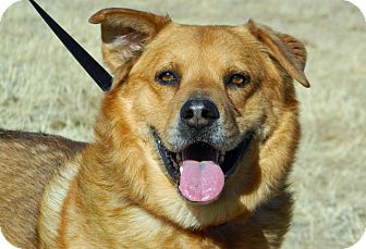 Chow Chow/Shepherd (Unknown Type) Mix Dog for Sale in Cheyenne, Wyoming - Buddy Chow Chow/Shepherd (Unknown Type) Mix Dog for Sale in Cheyenne, Wyoming - Buddy