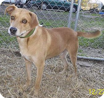 Labrador Retriever/Terrier (Unknown Type, Medium) Mix Dog for Sale in Stephens City, Virginia - Kona Labrador Retriever/Terrier (Unknown Type, Medium) Mix Dog for Sale in Stephens City, Virginia - Kona